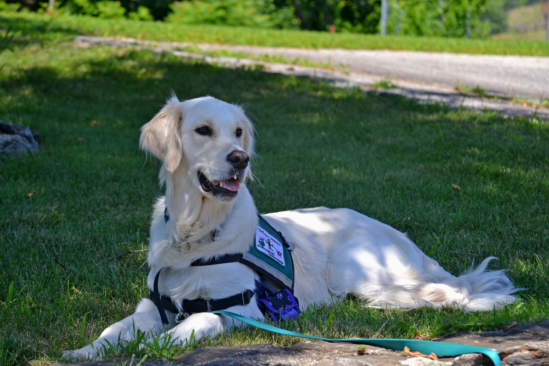 use-guide-dog-selective-disobedience-the-couch-manager